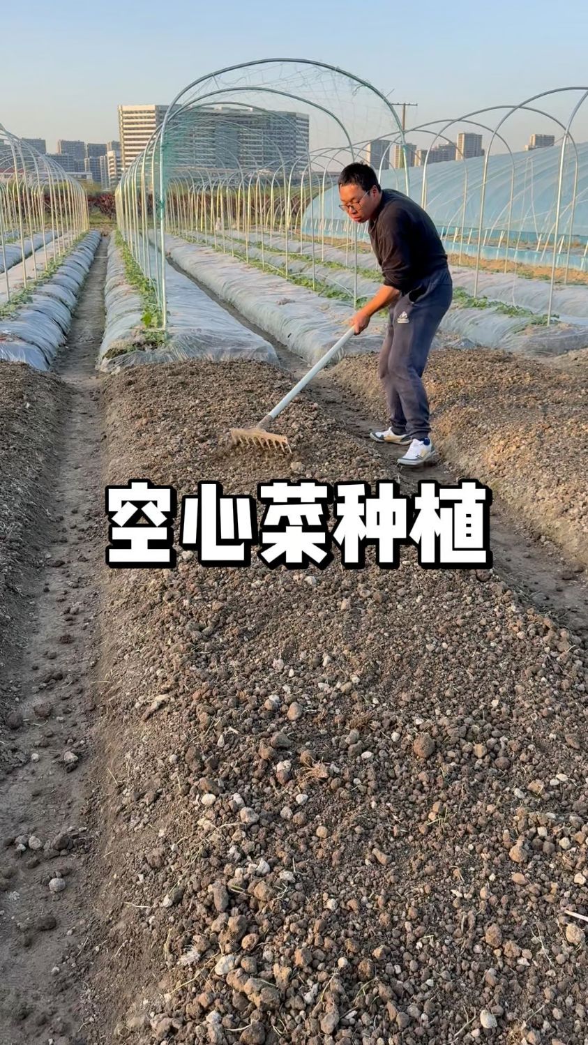 空心菜种植方法,空心菜什么时候种