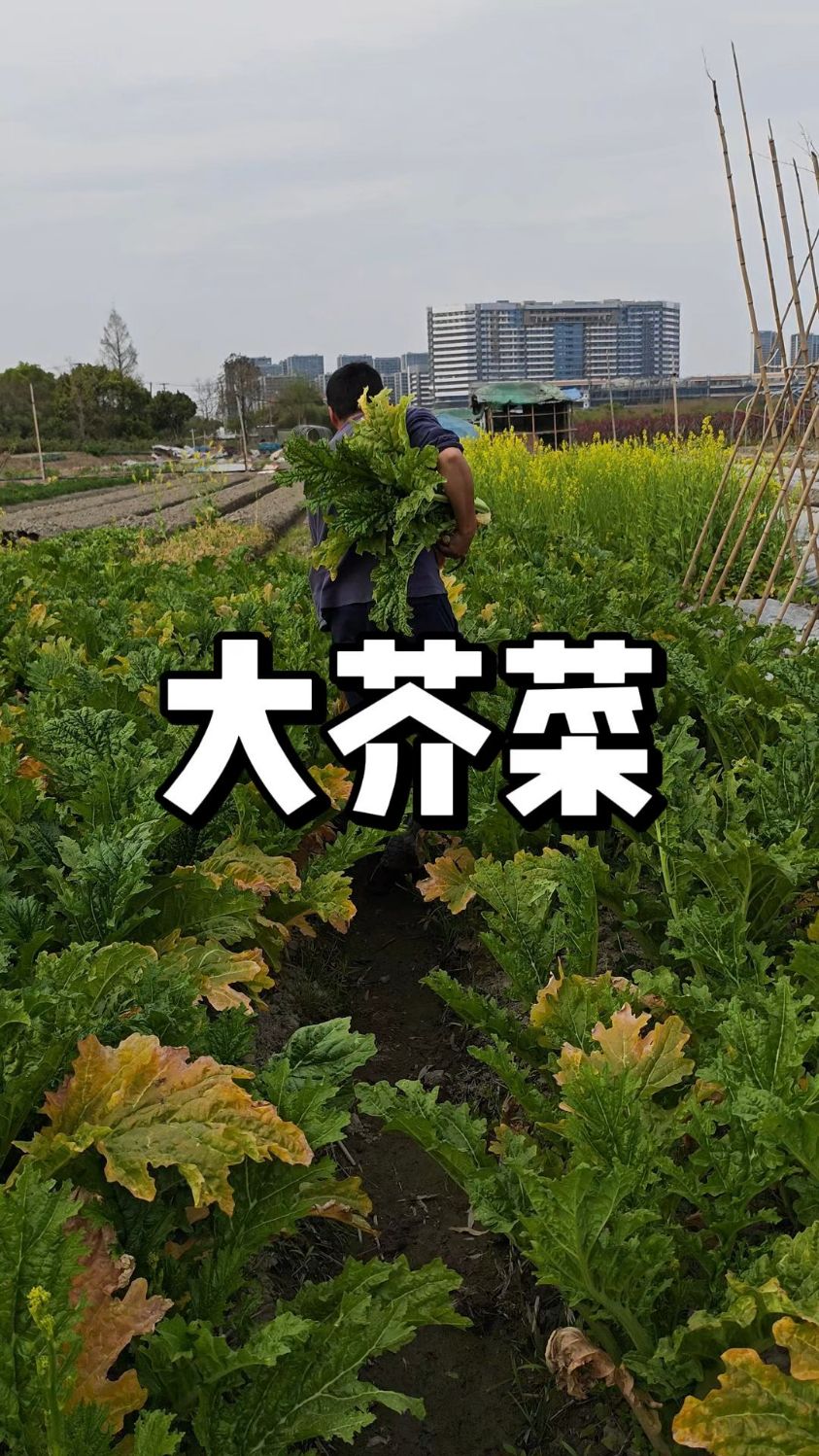 大芥菜采摘,留一部分种子秋天送大家