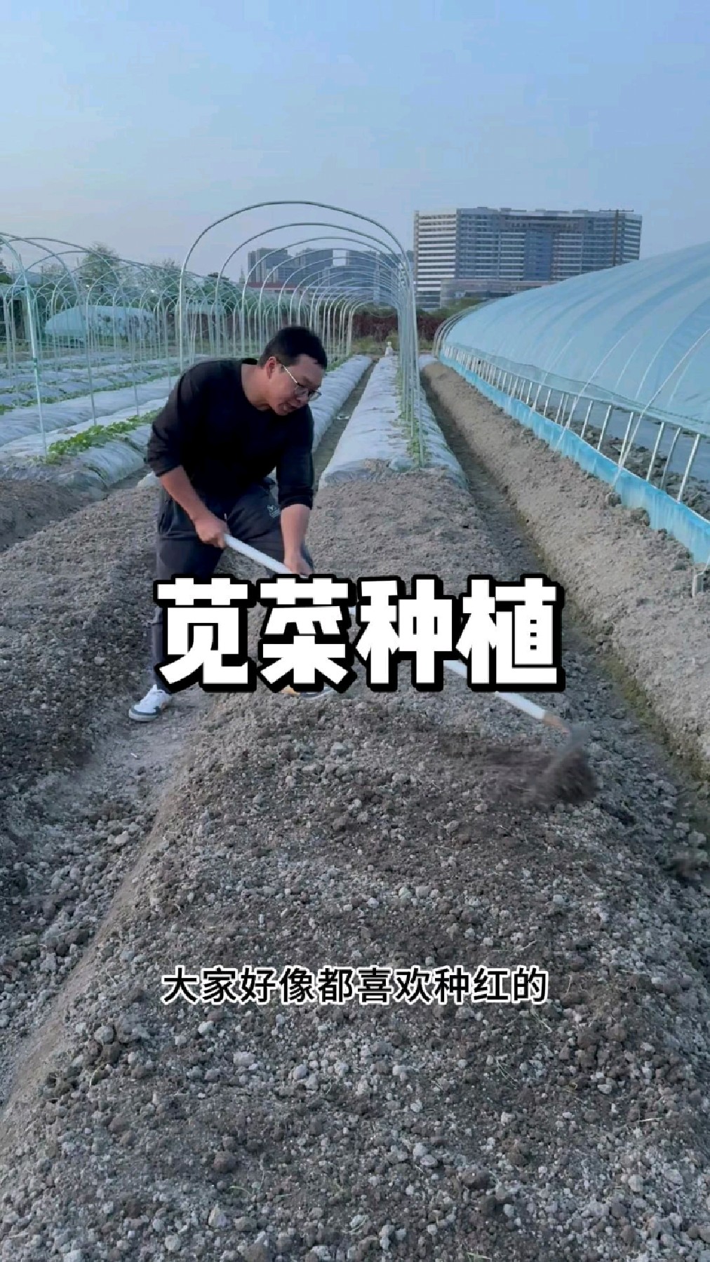 苋菜种植方法,苋菜什么时候种植