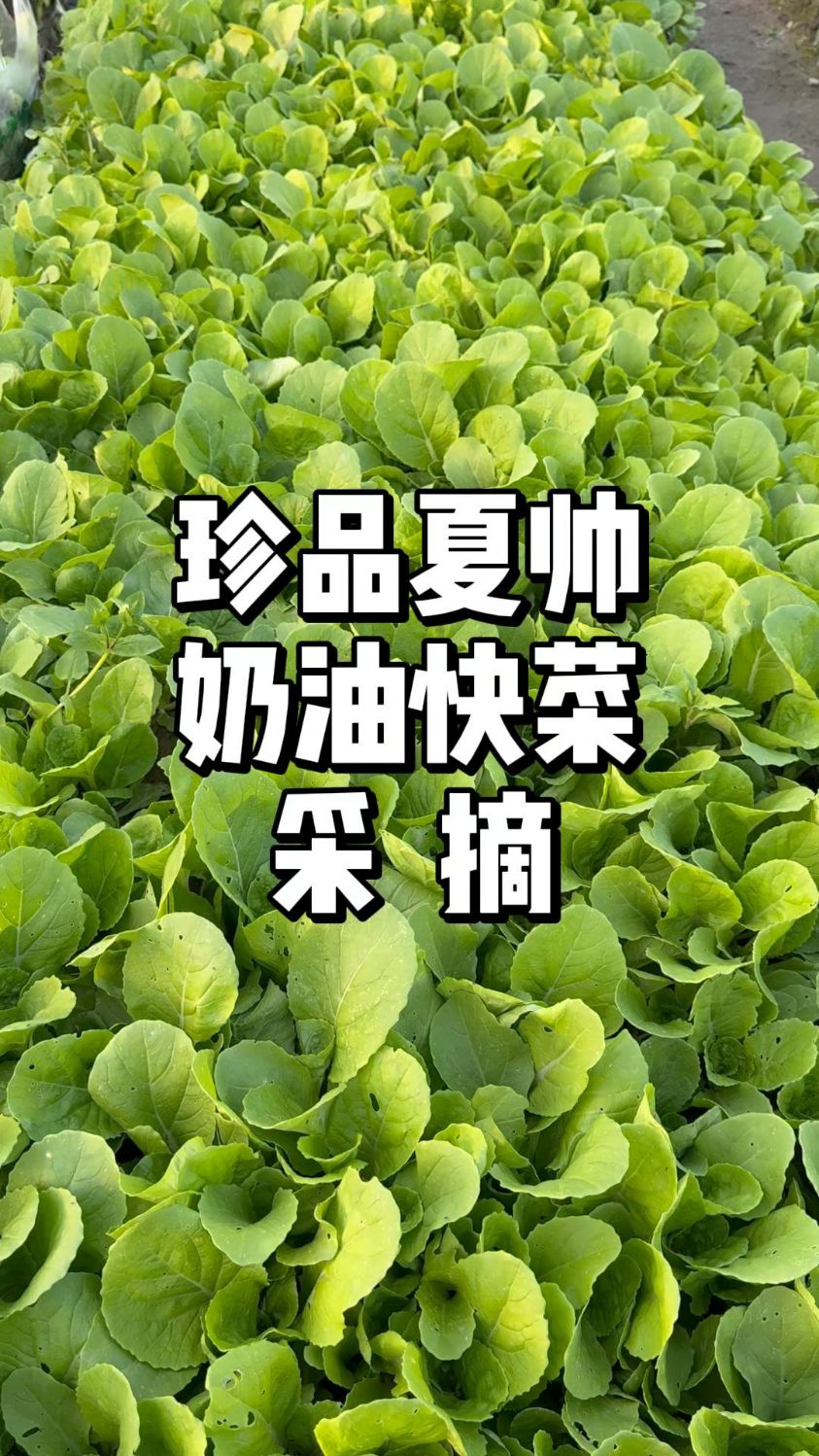 春天种小白菜多少天可以采收