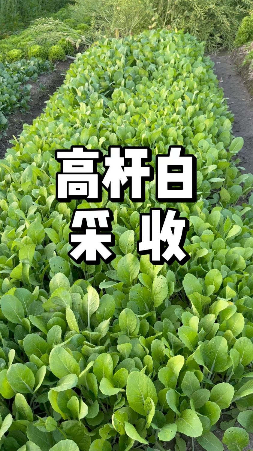 高杆白菜采收,一种鲜度比较高的小白菜