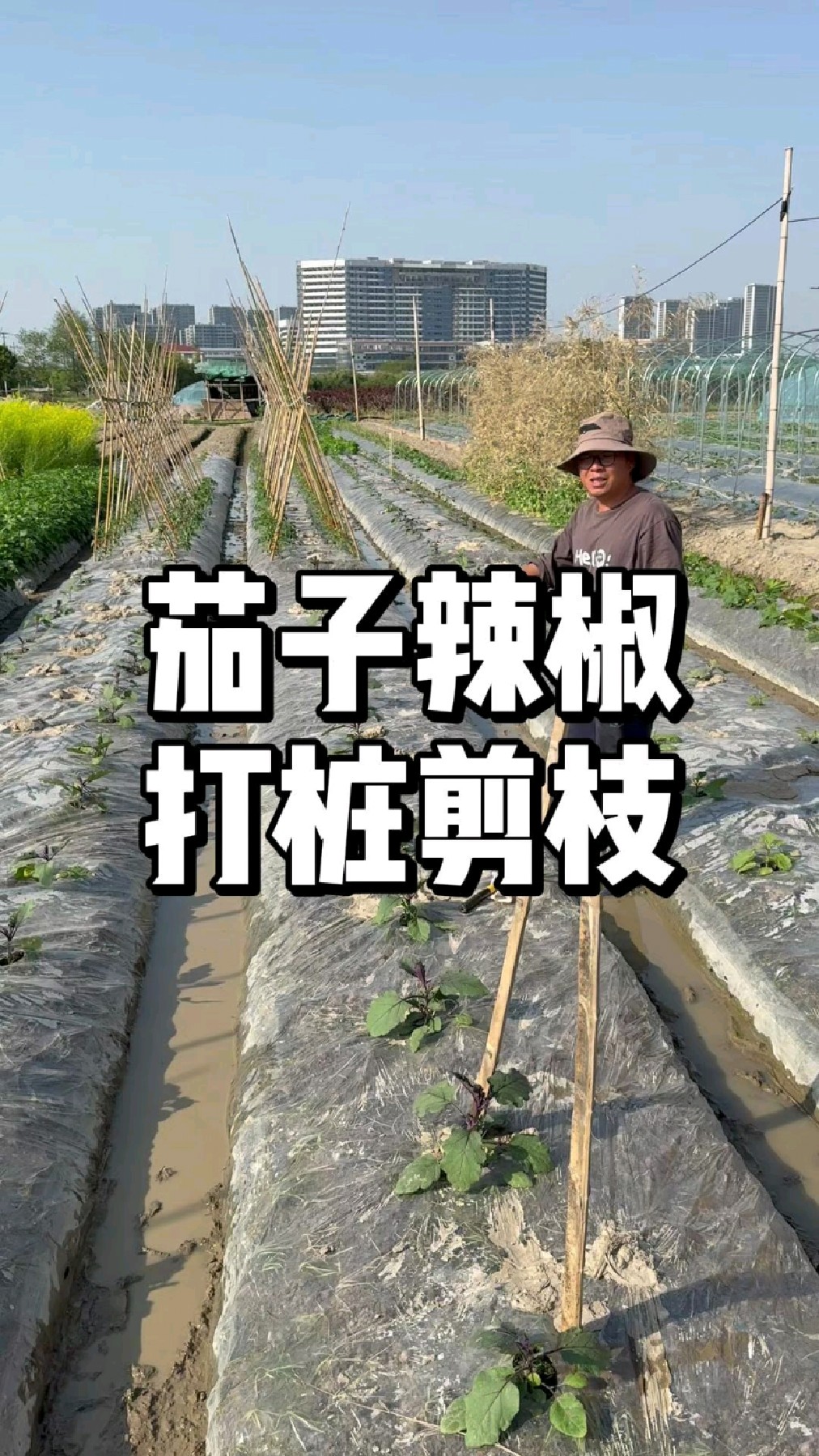 辣椒茄子如何修剪,架子怎么搭