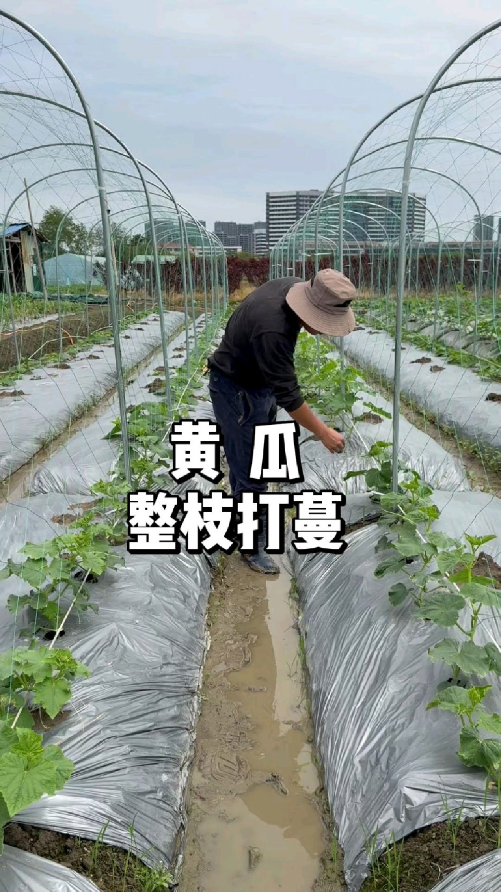黄瓜快结果时候怎么管理,如何修剪