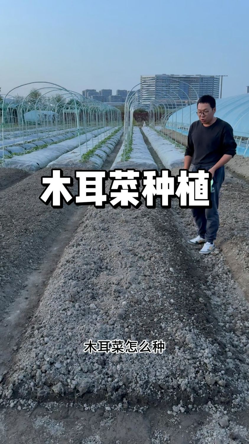 木耳菜种植方法,木耳菜什么时候种植