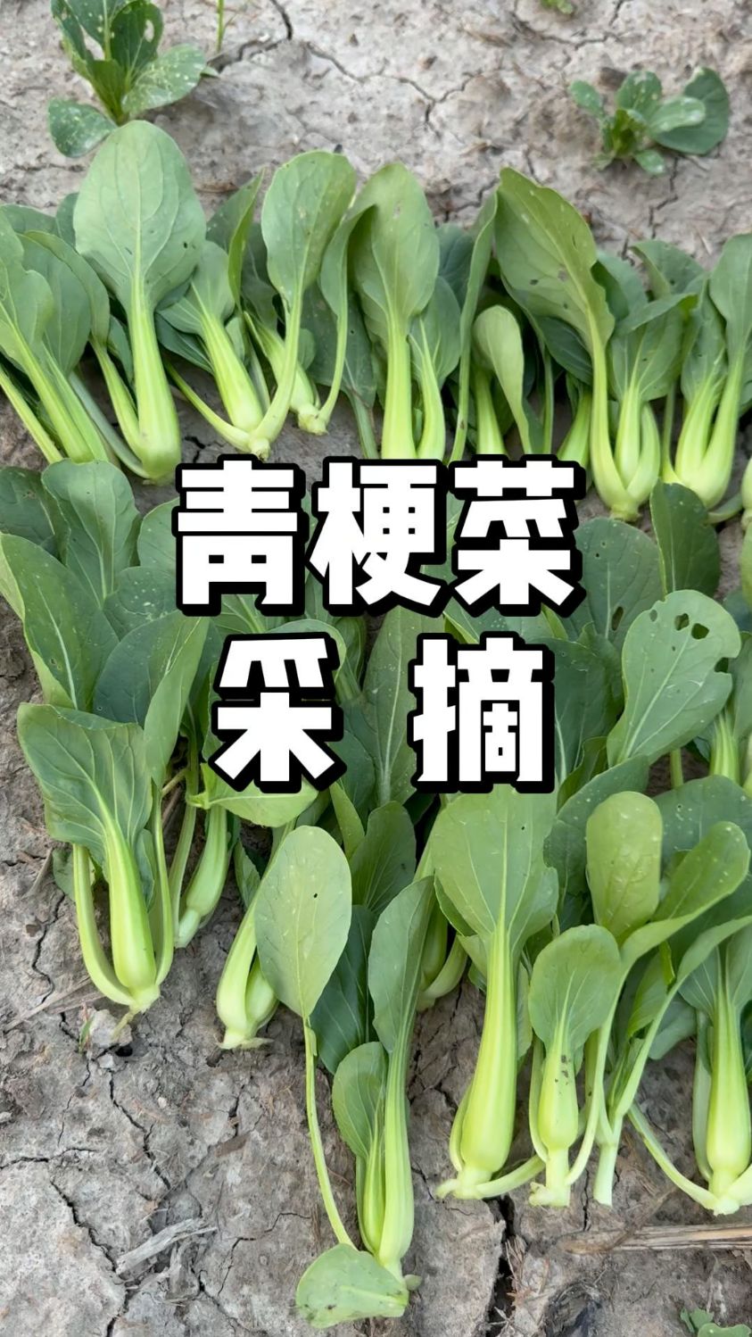 春天种小青菜多少可以吃