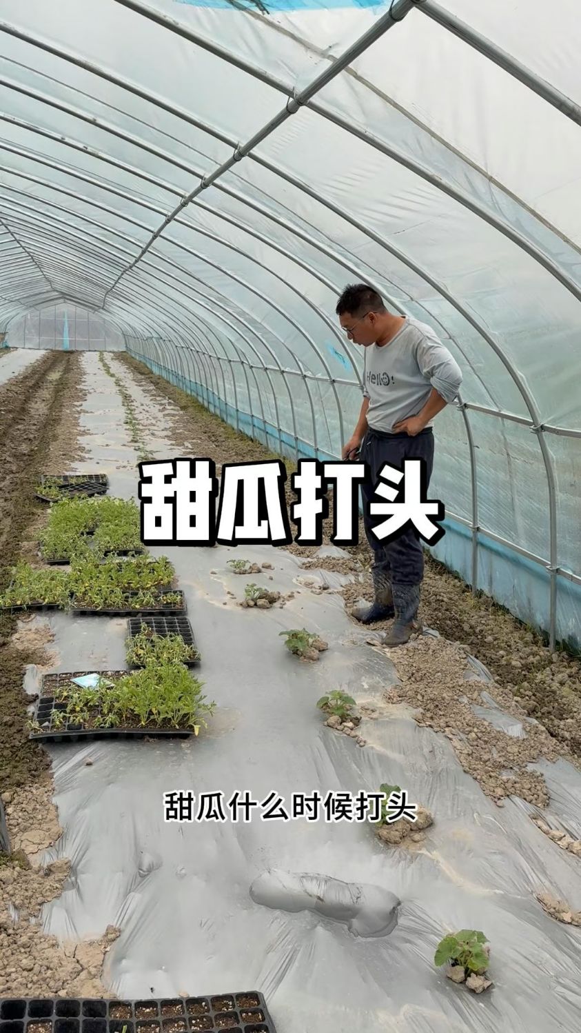 甜瓜什么时候打头,吊蔓和爬地都怎么修剪