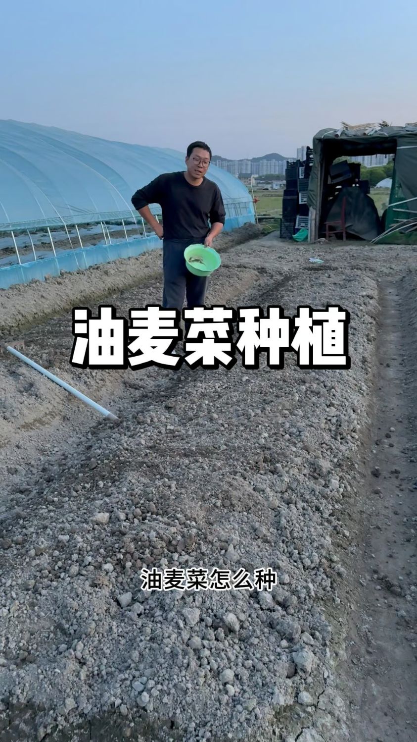 油麦菜如何种植,什么时间种植