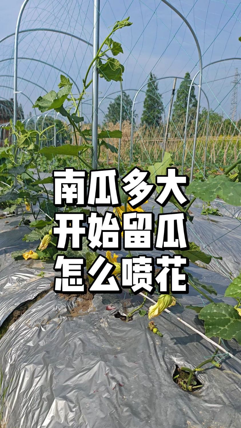 南瓜多少结位开始留瓜,怎么喷花坐果