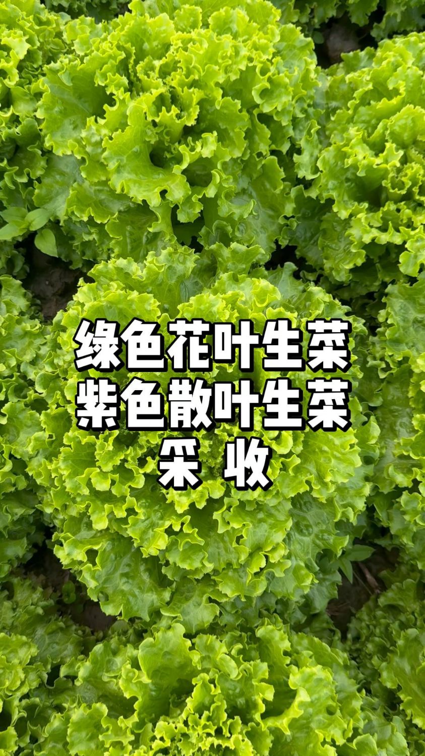 生菜采收,春季生菜多少天可以收获