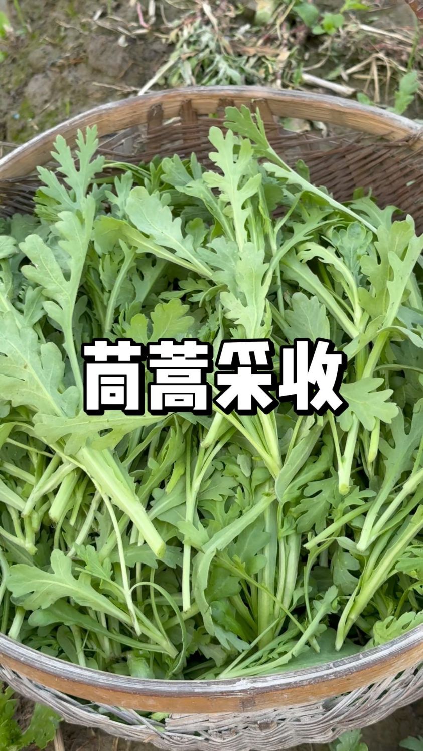 茼蒿在春天种植,多少天可以收获
