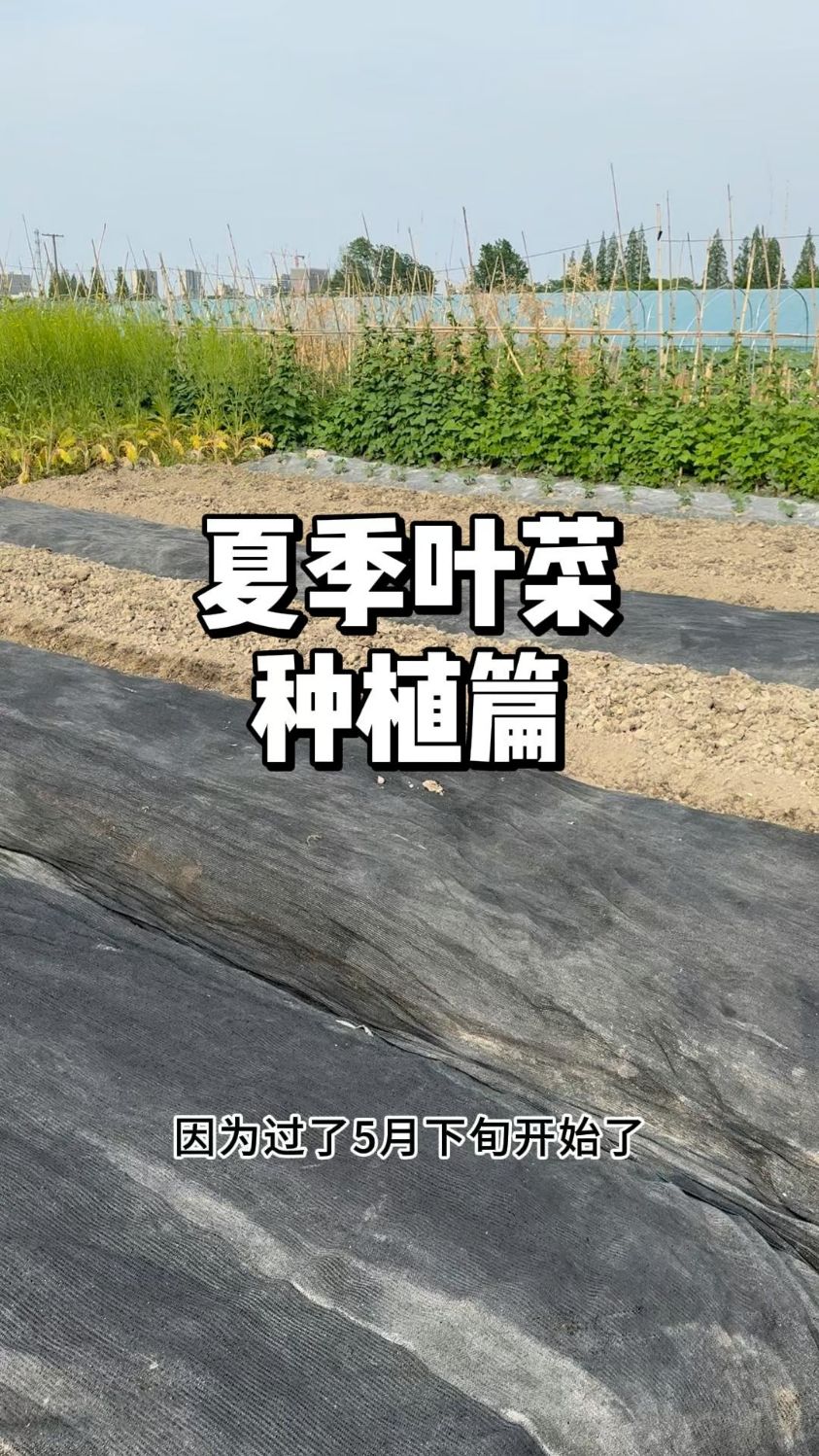 夏日种叶菜秘籍,轻松种出高产美味!