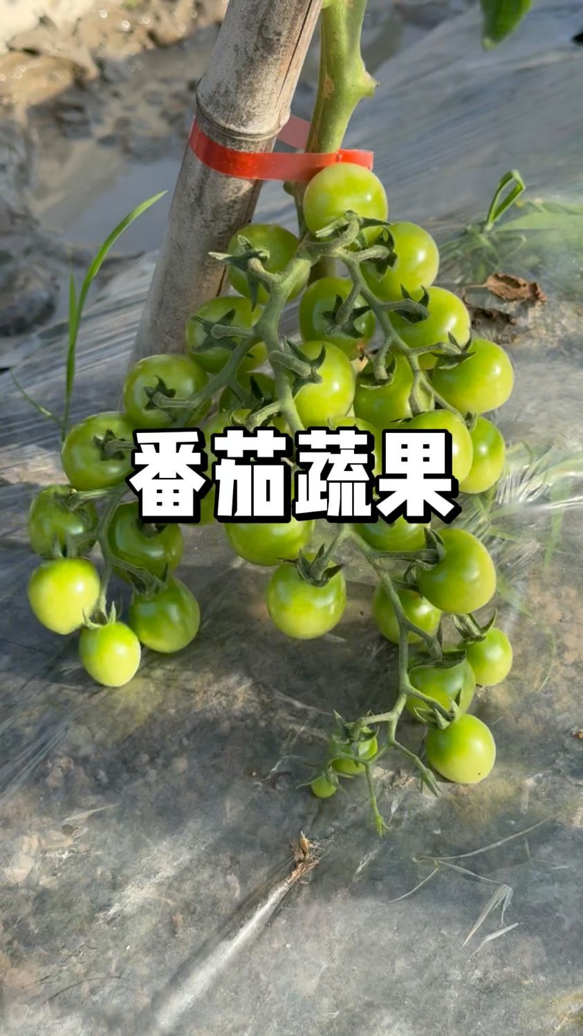 番茄在什么时候需要蔬果,让果实膨大