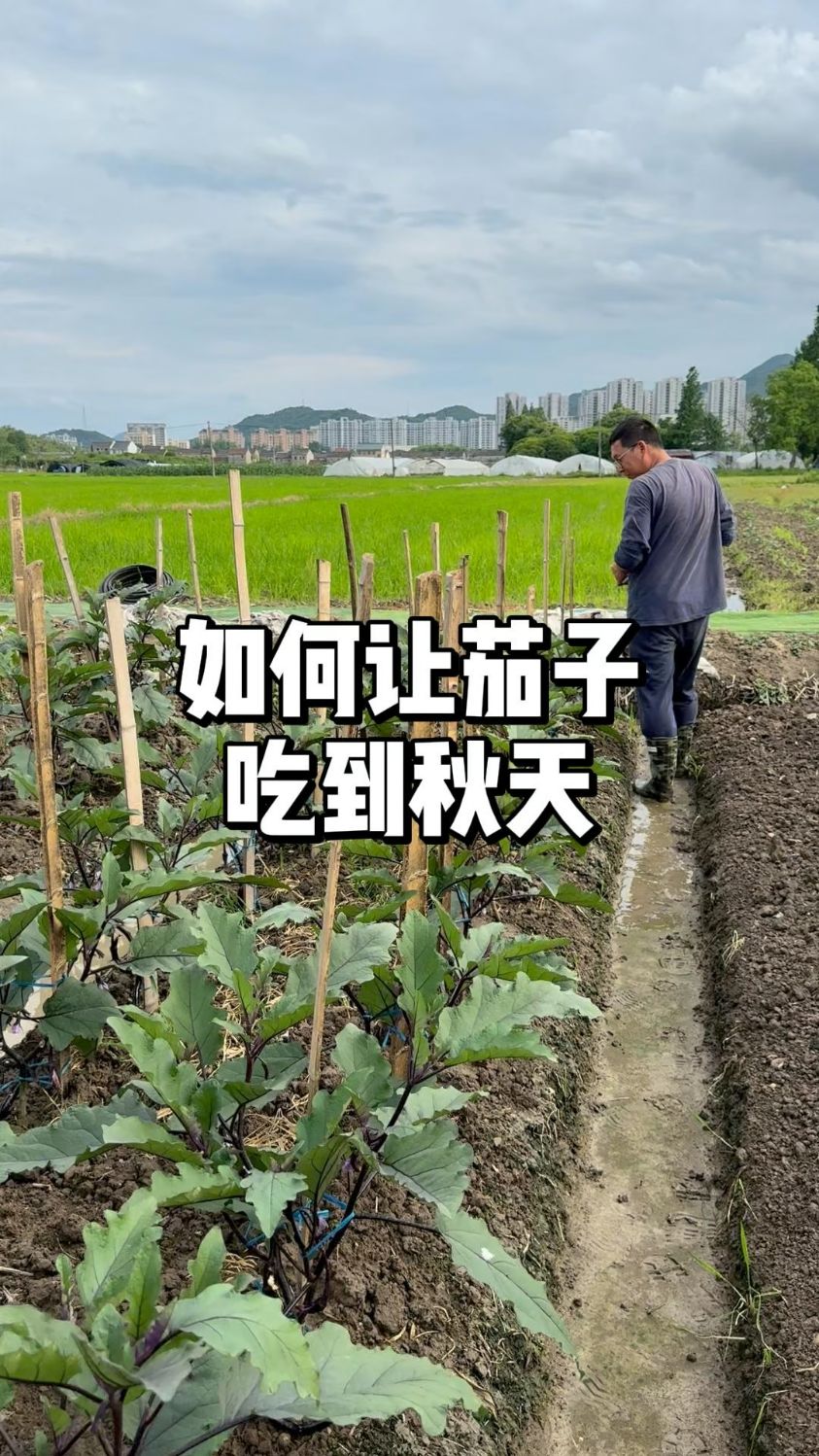 茄子从采收期开始怎么去管理，让茄子吃到秋天