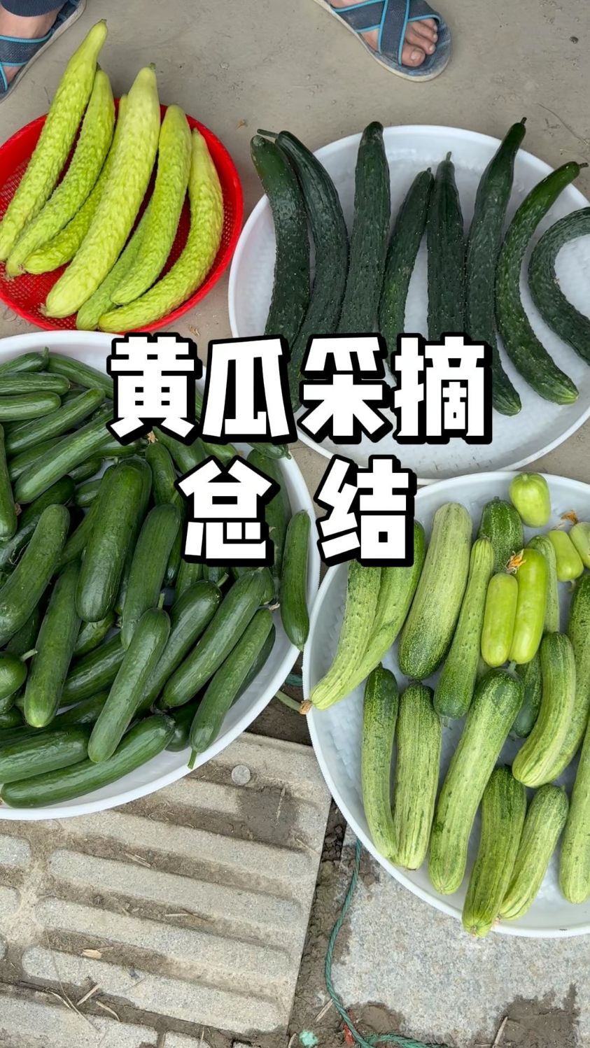 菜地里的黄瓜成熟了，快来采摘吧