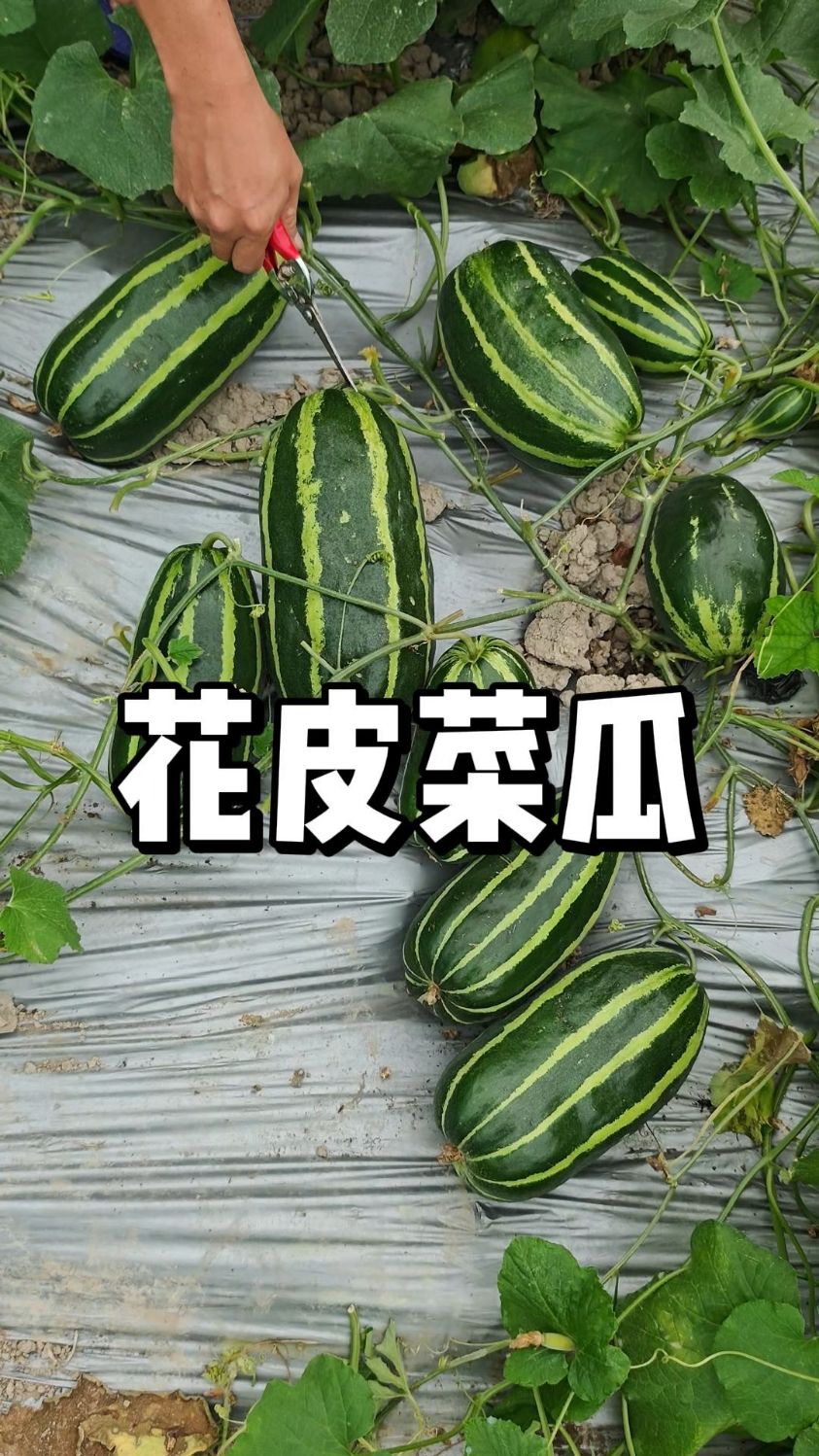 花皮菜瓜采收，夏天解暑甜瓜