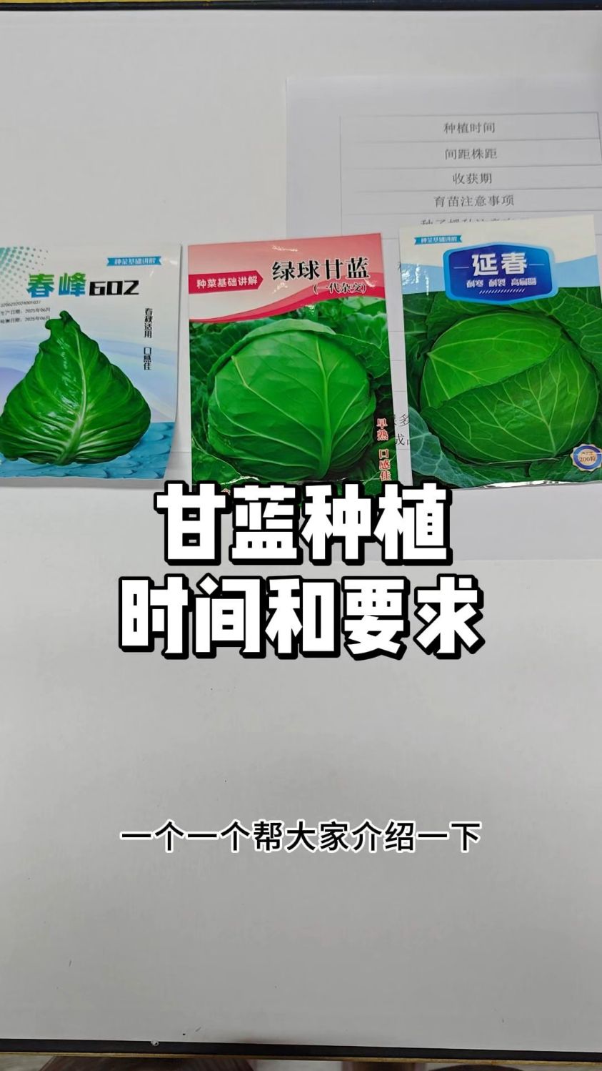 甘蓝秋天什么时候种植