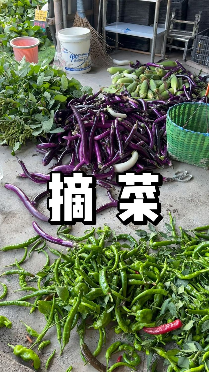 夏季菜地有什么蔬菜可以采摘