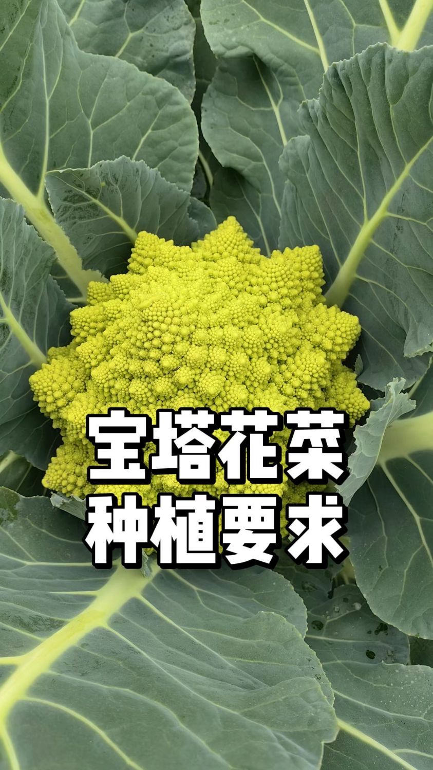 宝塔花菜种植时间和要求
