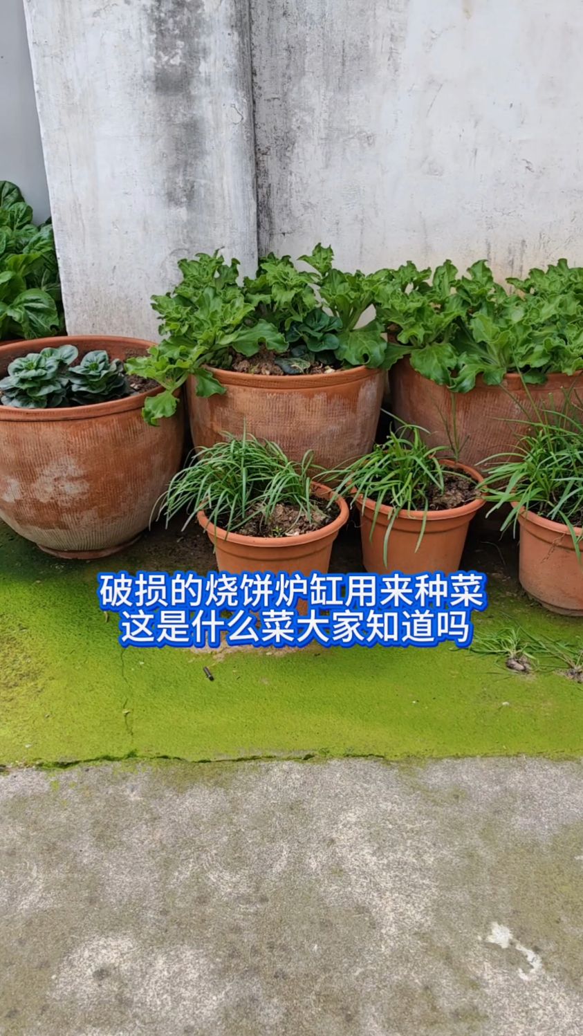 破损的烧饼炉缸种出来的是什么菜