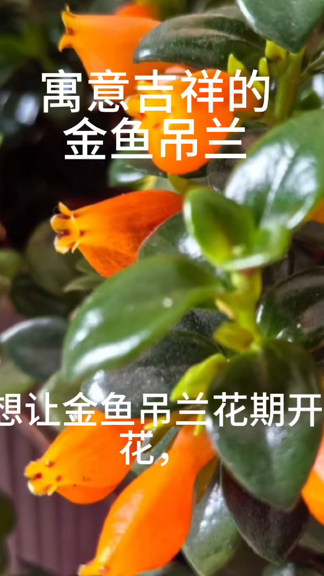 金鱼吊兰寓意好又好养