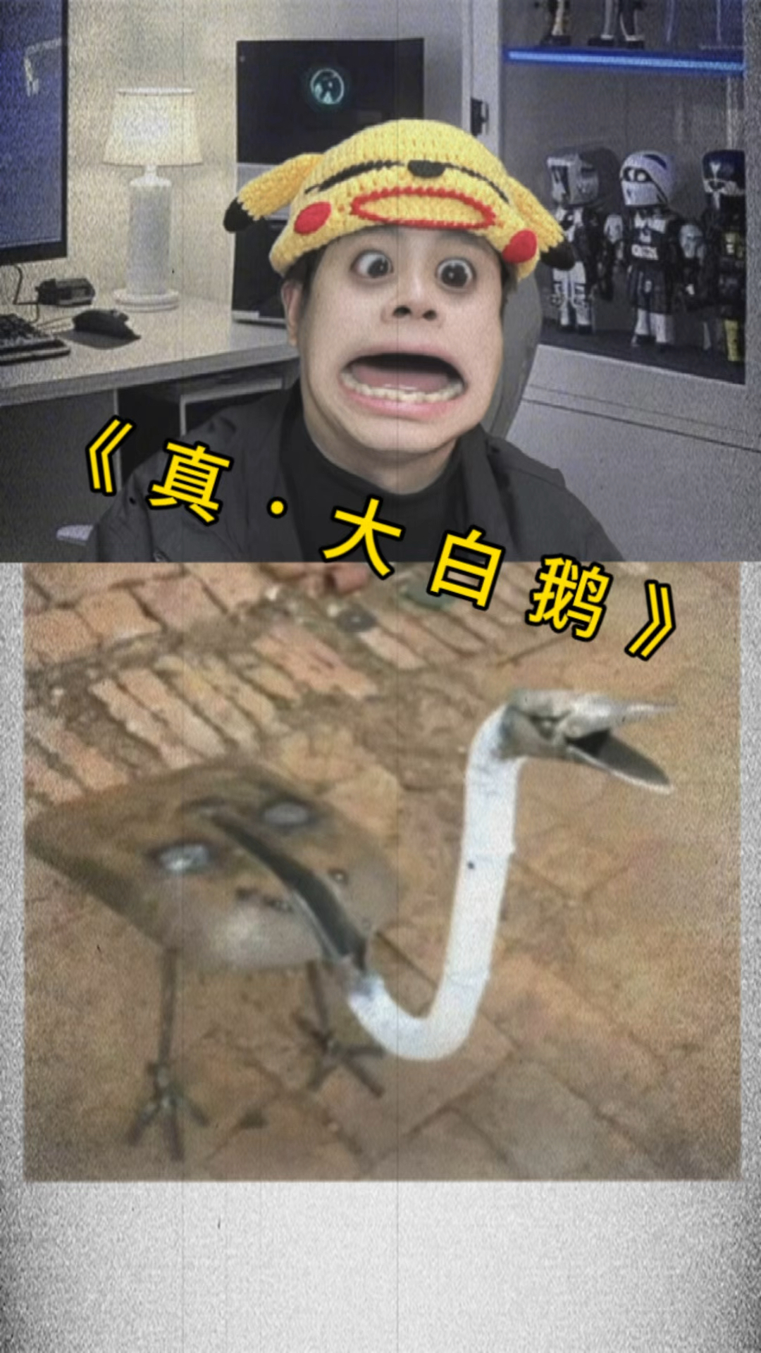 自家养的大白鹅,从来不喂饲料