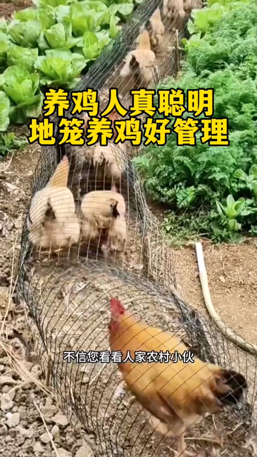 养鸡人真聪明,地笼养鸡好管理!