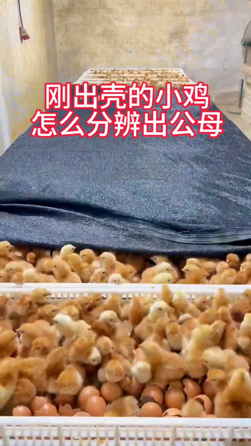 刚出壳的小鸡,怎么分辨公母?