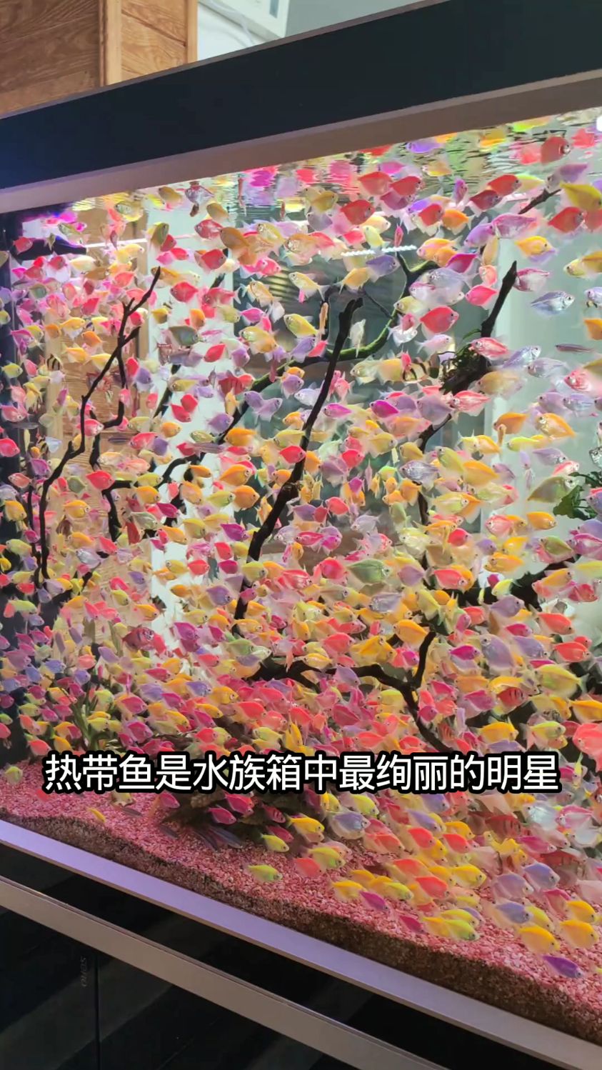 这鱼也太漂亮了吧热带鱼 观赏鱼