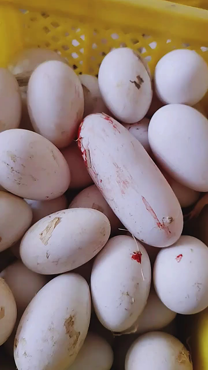 这鹅蛋怎么这么长呢