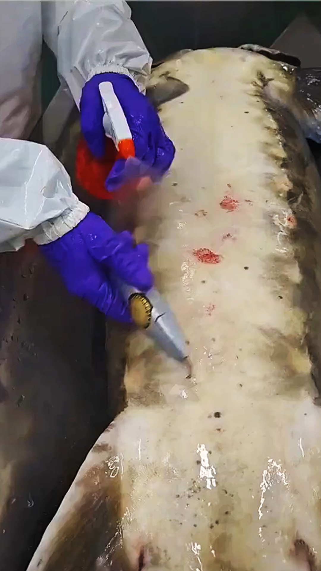 给鲟鱼快速开膛取鱼籽