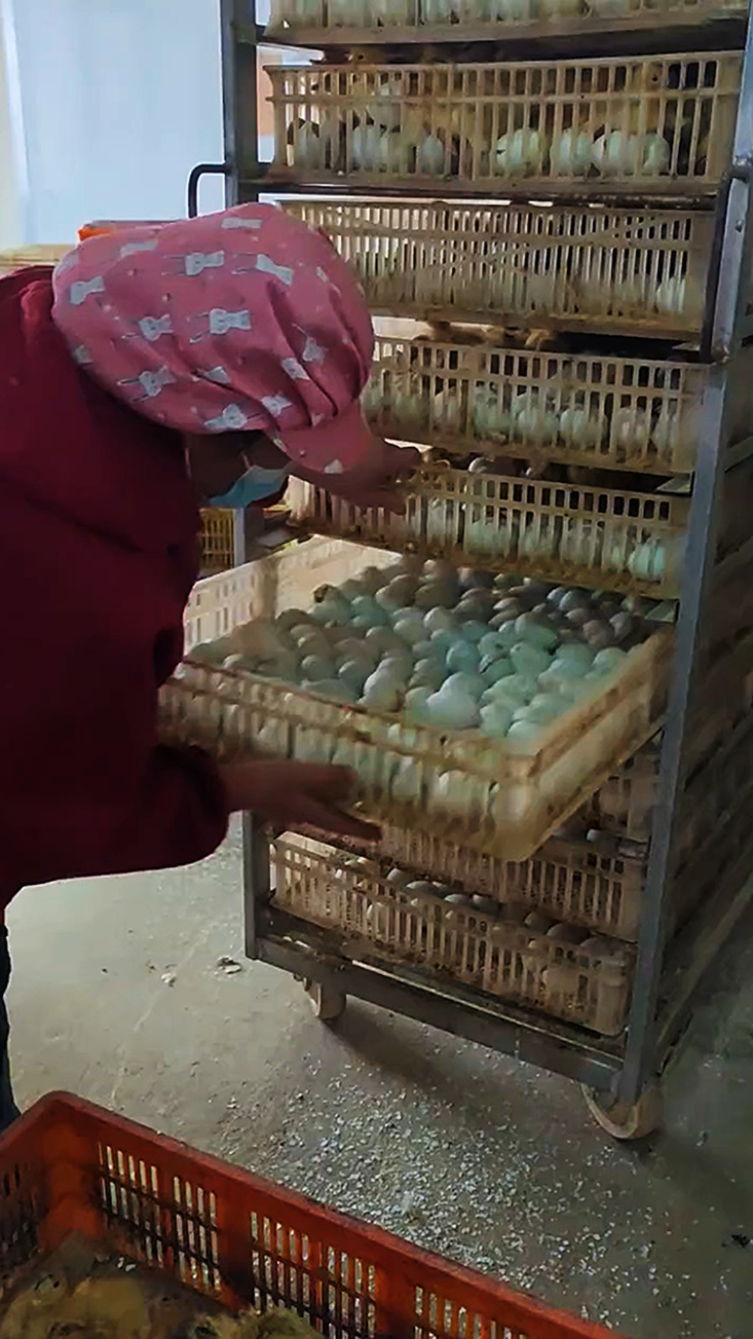 小鸭仔都是这么孵化装箱的