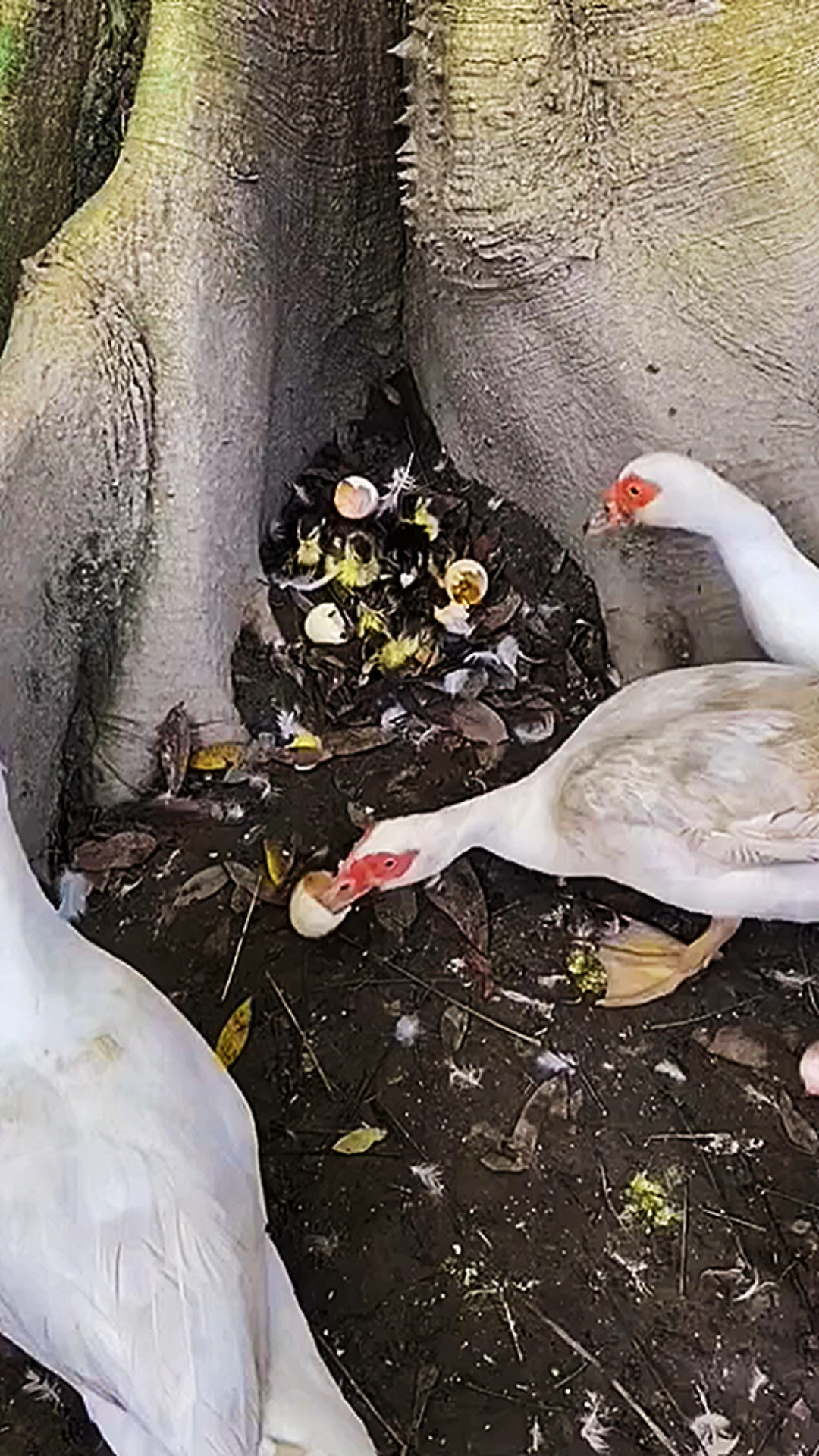 小鸭子自己孵化出鸭仔了