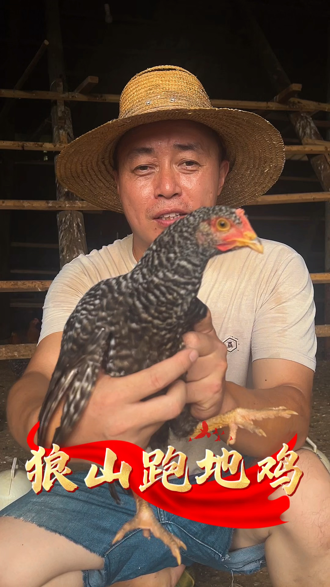 生态养殖散养狼山鸡