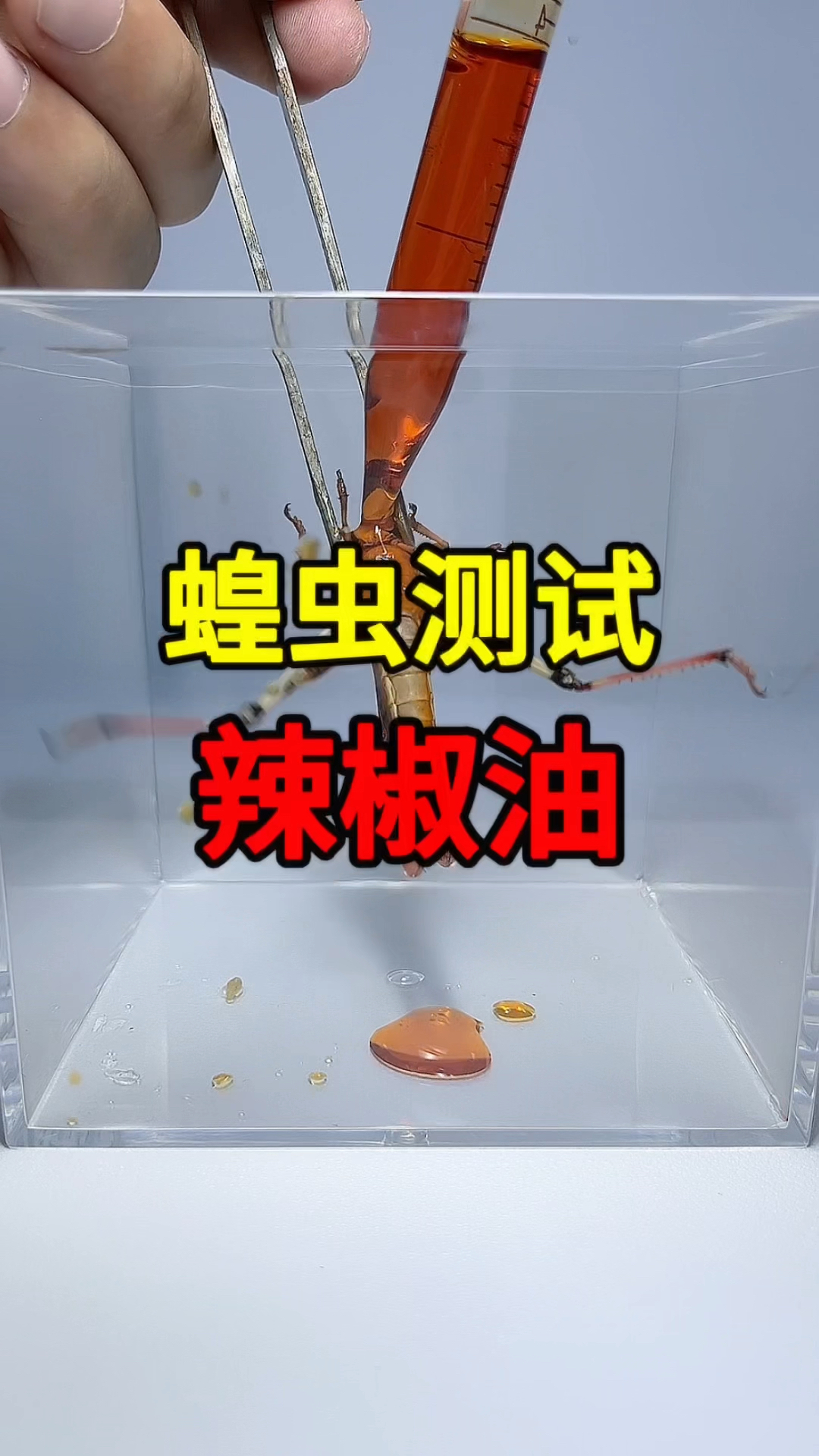 把巨辣的辣椒油灌给蝗虫,蝗虫会被辣逝吗?蝗虫:肚子要爆了!