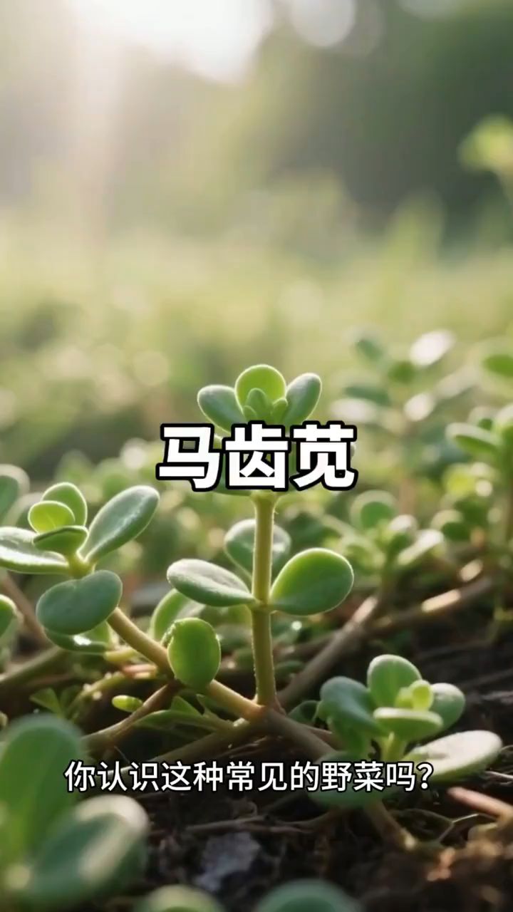 马齿苋的功效与作用