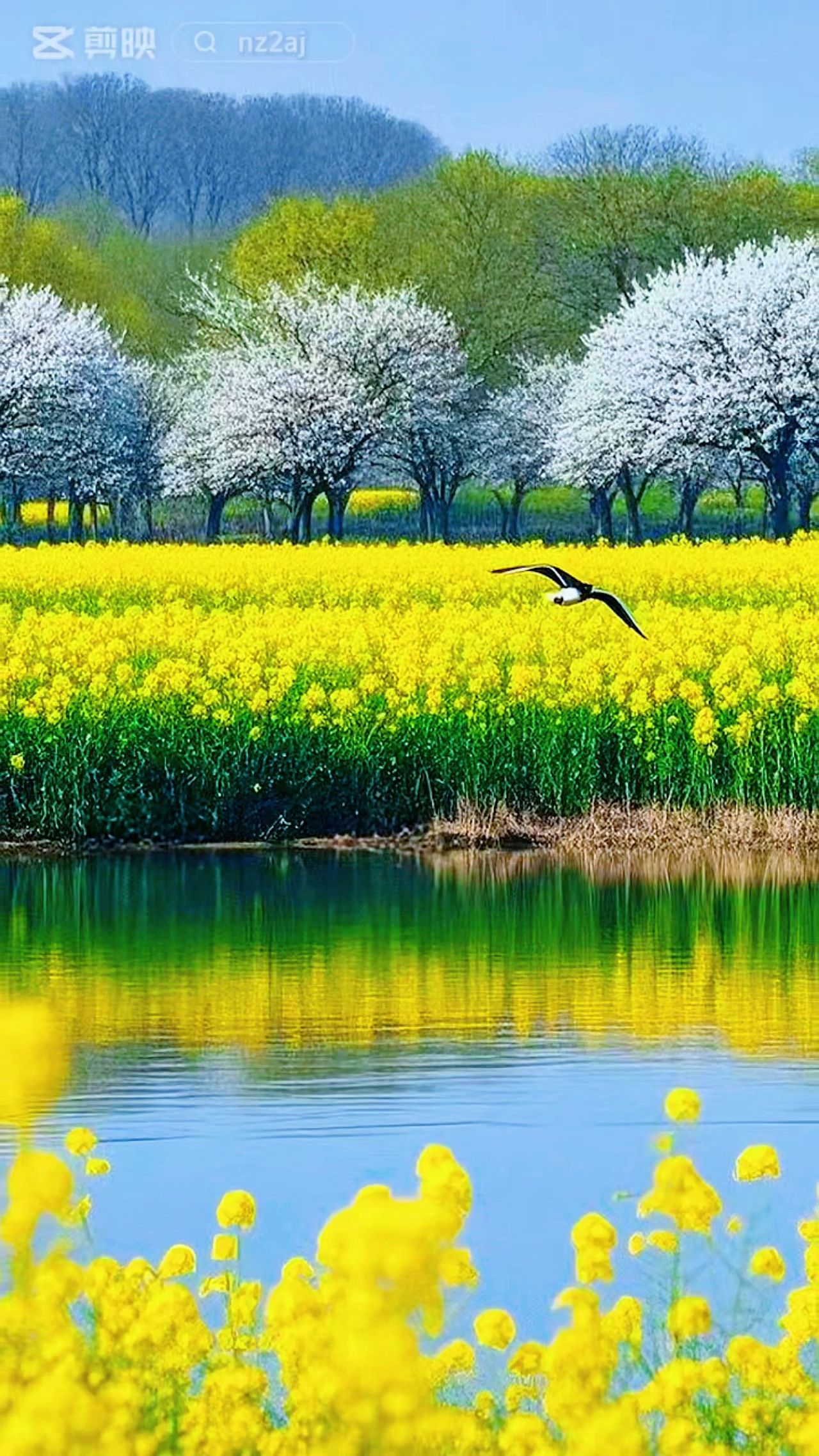 想一百个关于春天的文案,都不如这片油菜花来的浪漫。