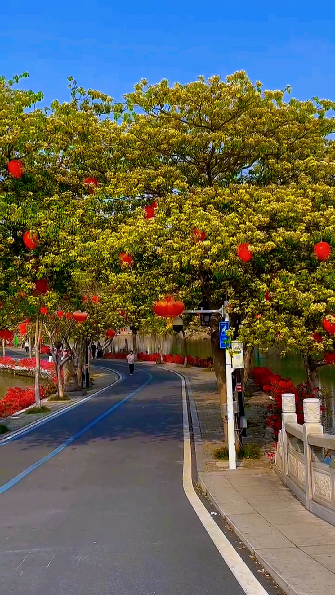 惠州:陈公堤的鱼木花绚丽绽放,满树的花蕊,形成一道亮丽风景线