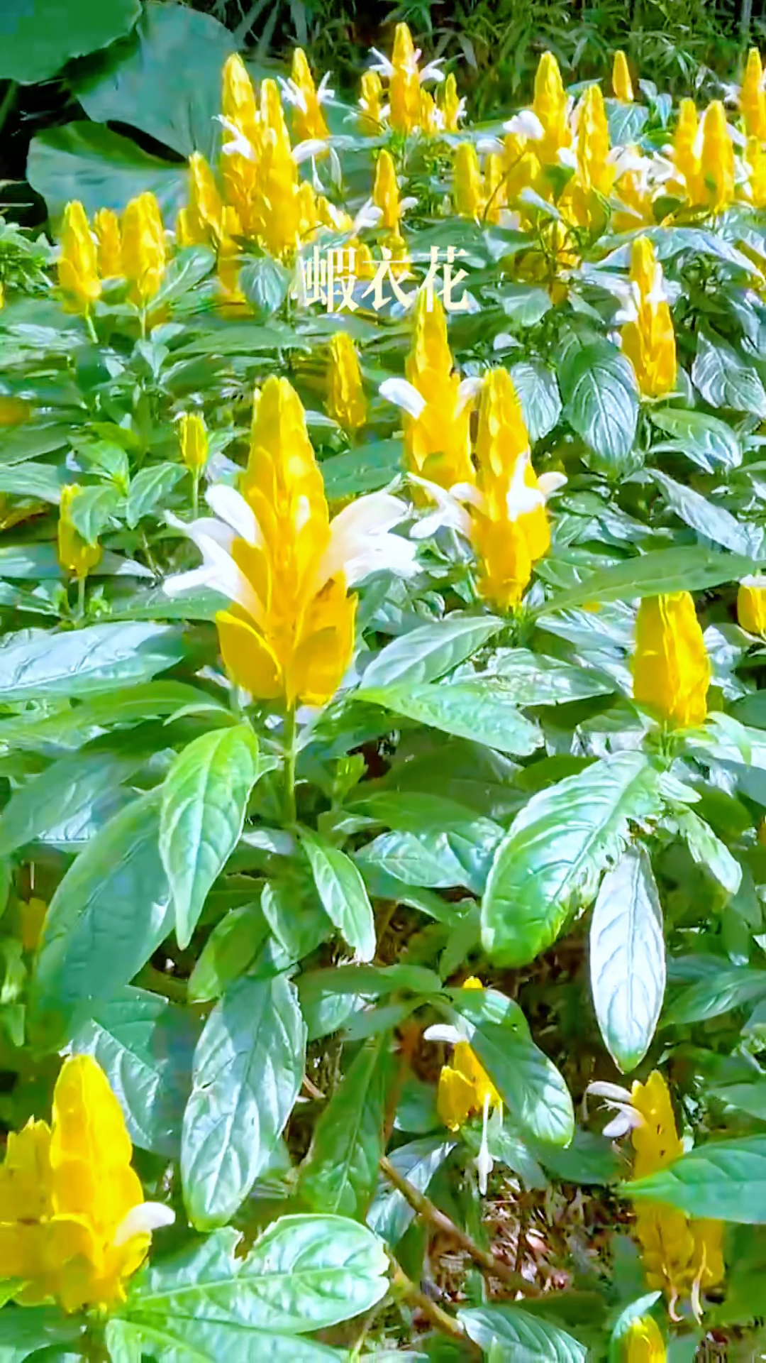 虾衣花,又称狐尾花或霓裳衣,是一种独特的植物,色彩极具魅力。