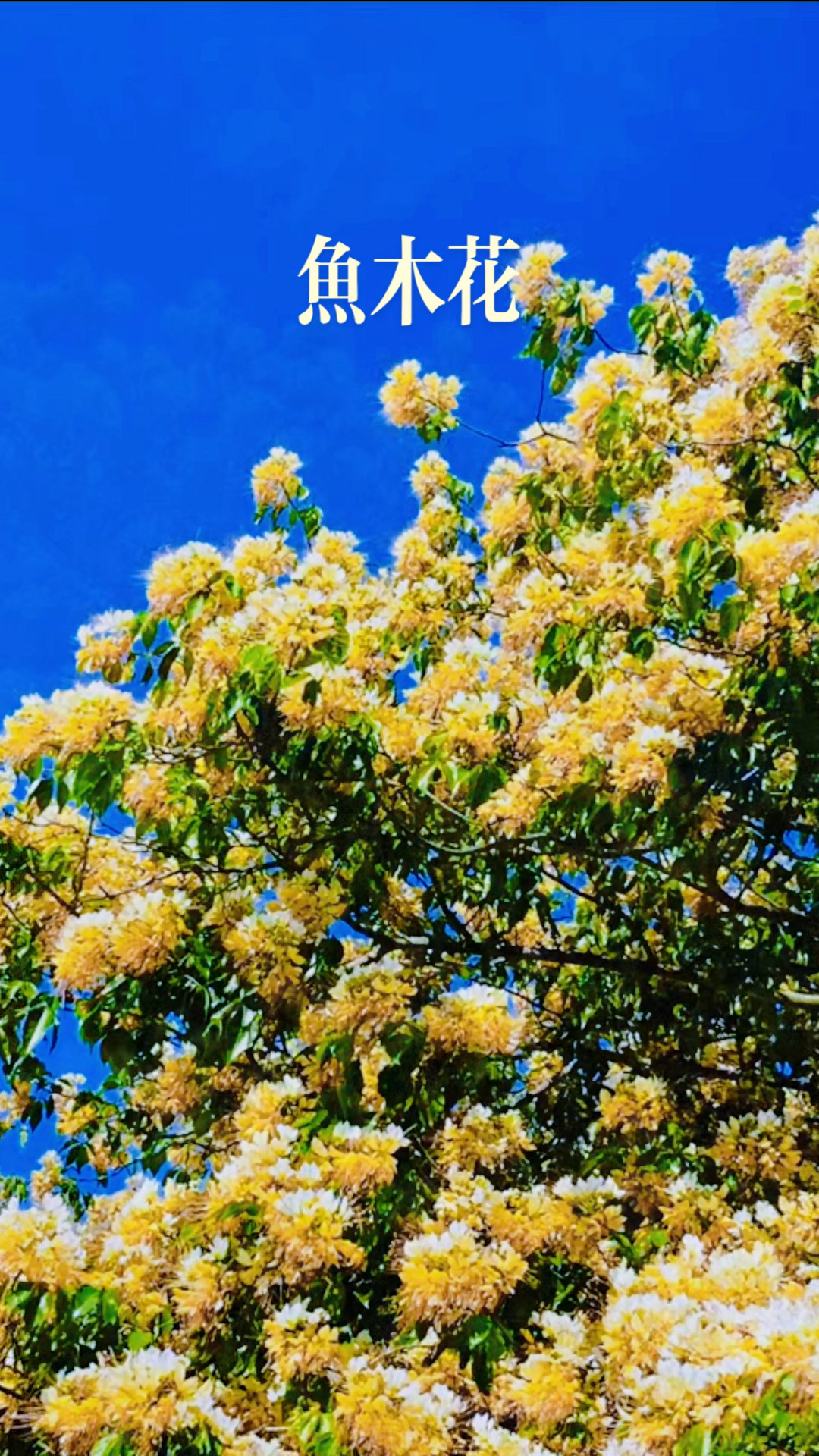 惠州:已是春末落残红,鱼木花开接夏风。