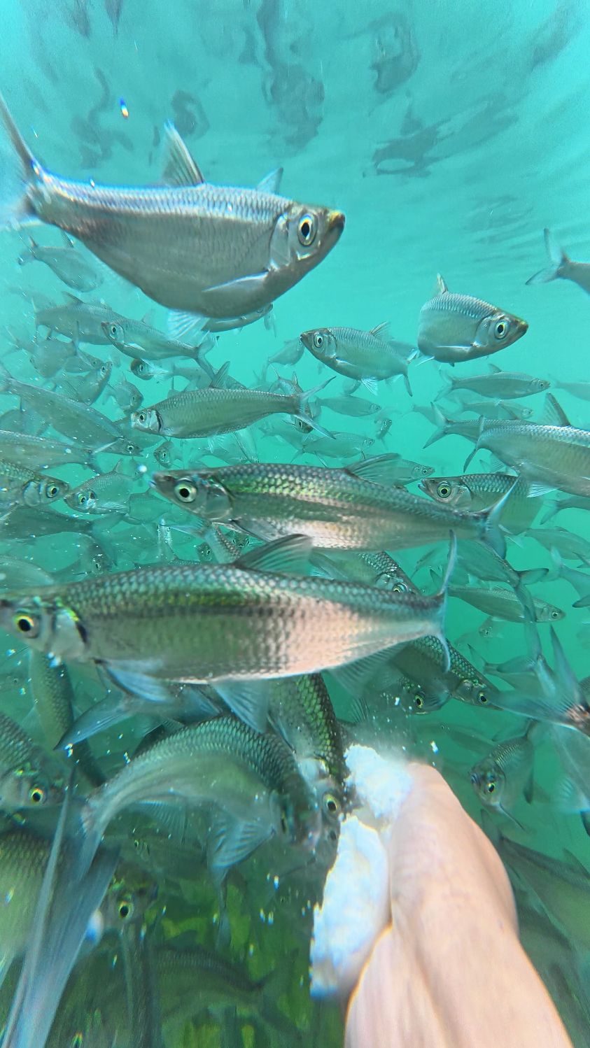 来广西天峨看鱼吧,整条红水河里全是蓝刀鱼#鱼儿自由自在的水中游