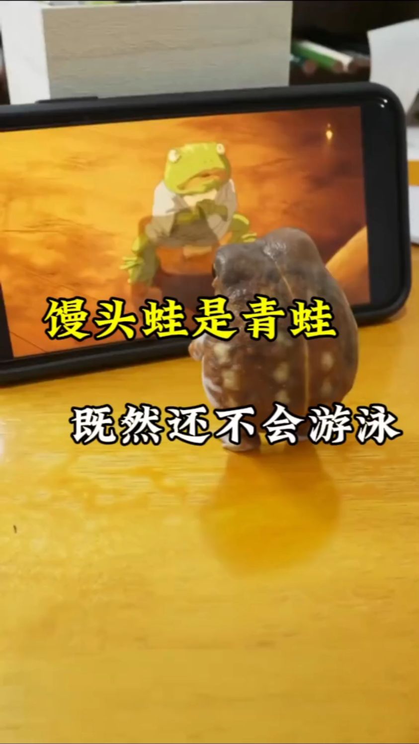 馒头蛙虽然是青蛙 但你根本想不到他不会游泳#馒头蛙 #奇闻奇事