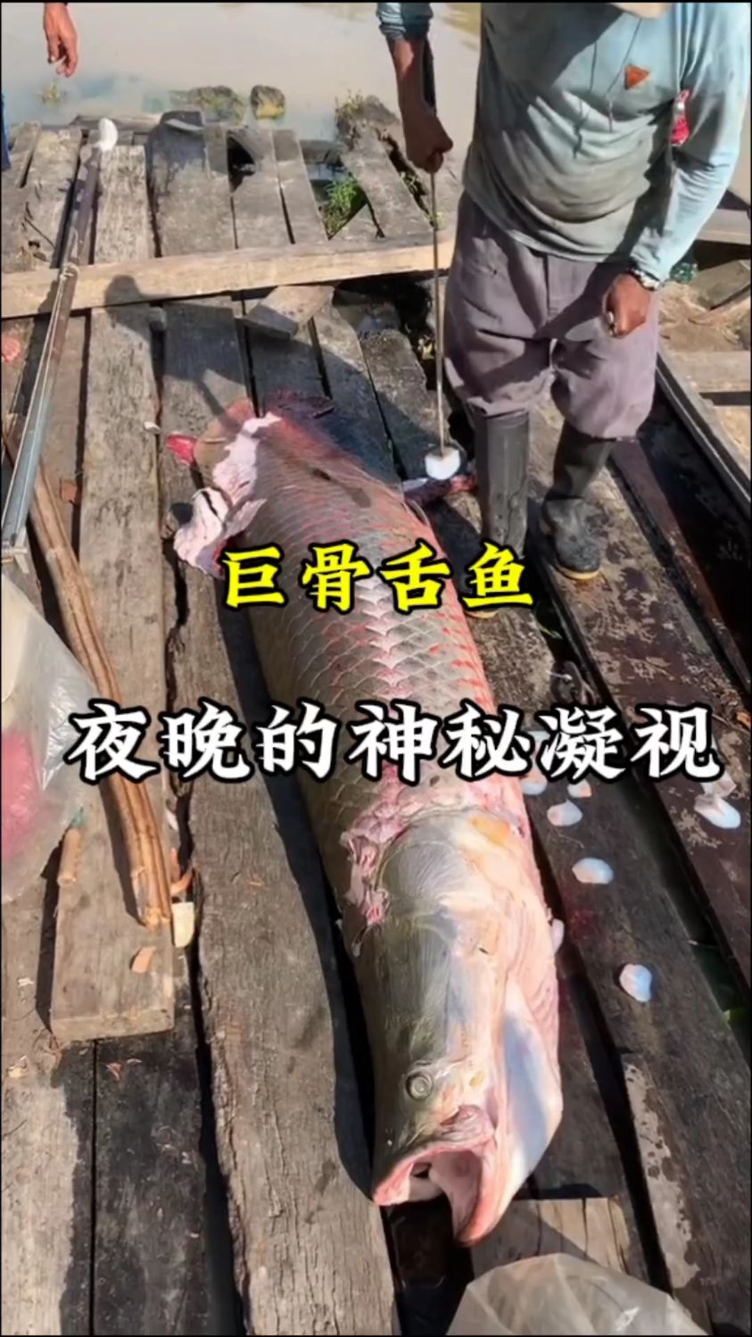 巨骨舌鱼在夜晚 给你一种压迫的神秘凝视#巨骨舌鱼 #亚马逊猛鱼