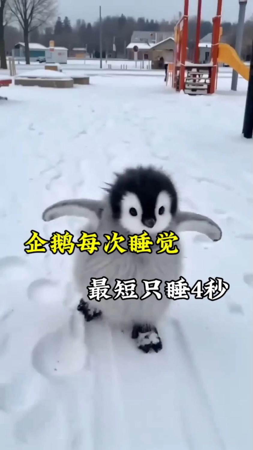 企鹅每次睡觉最短只睡四秒 还会把人类当成他的同类#企鹅