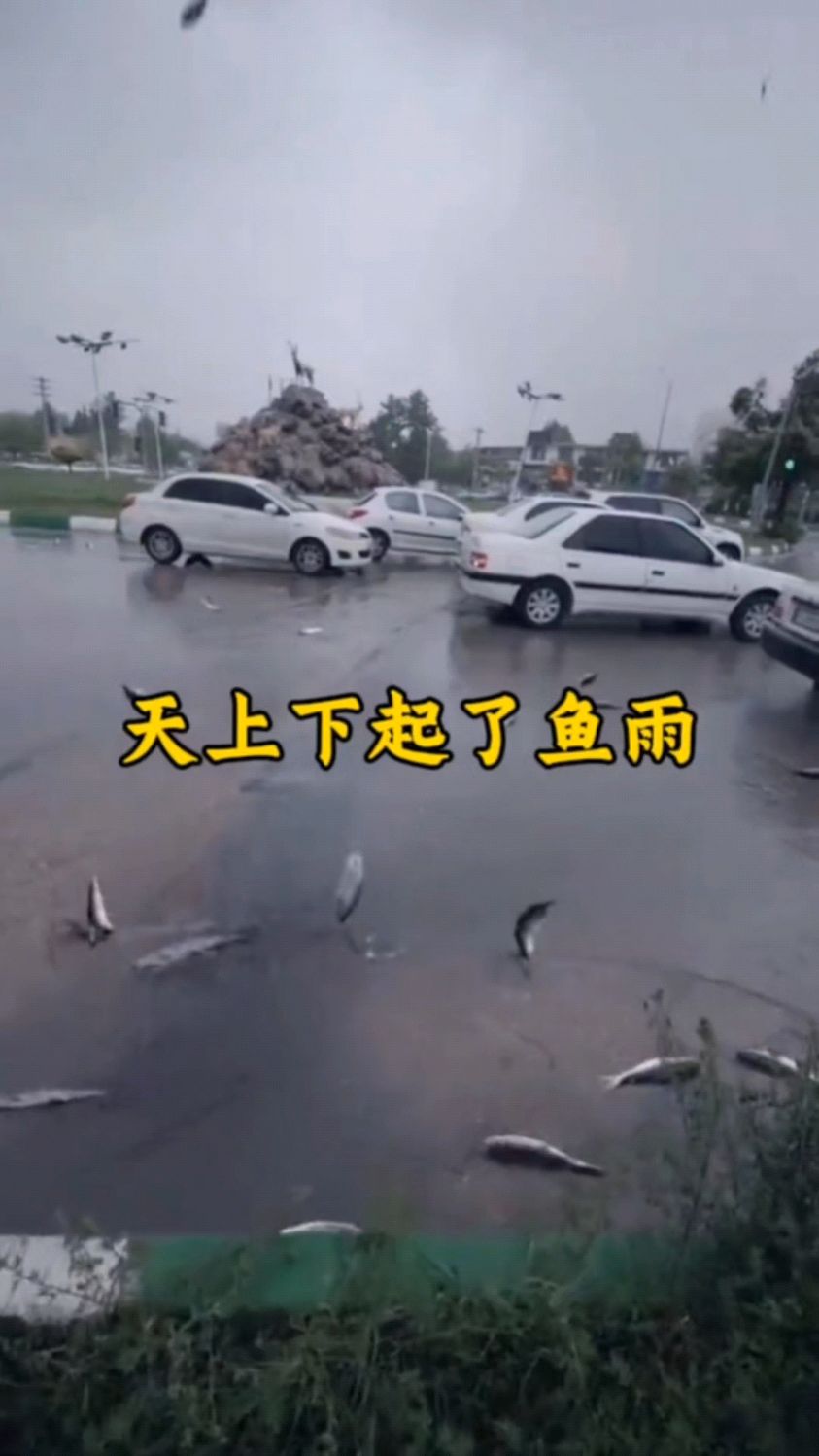 天上下雨已经够离谱了 下青蛙又是怎么回事#下鱼雨 #下青蛙