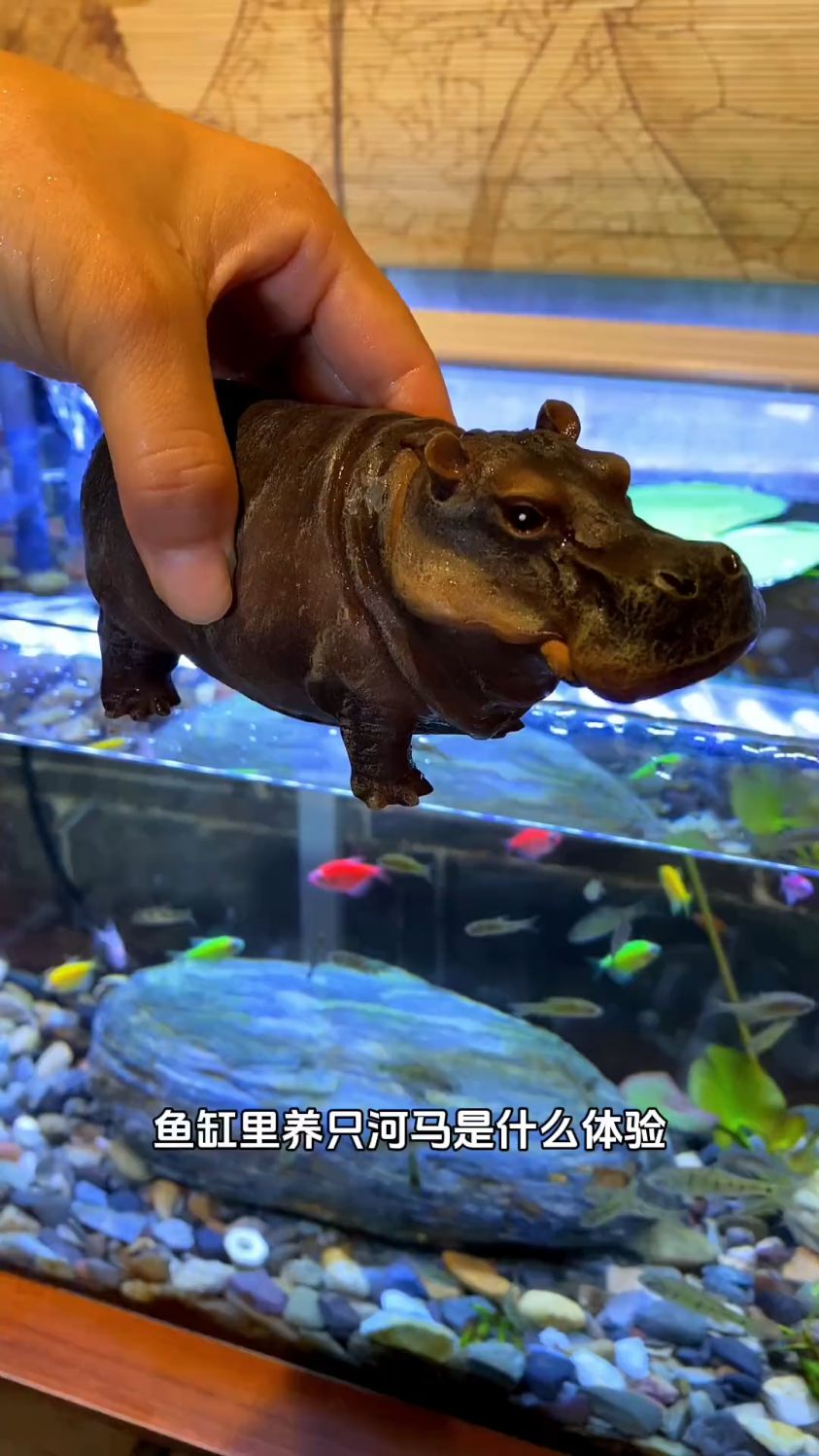 鱼缸里养只河马,不仅可以打氧还能欣赏河马吐泡泡