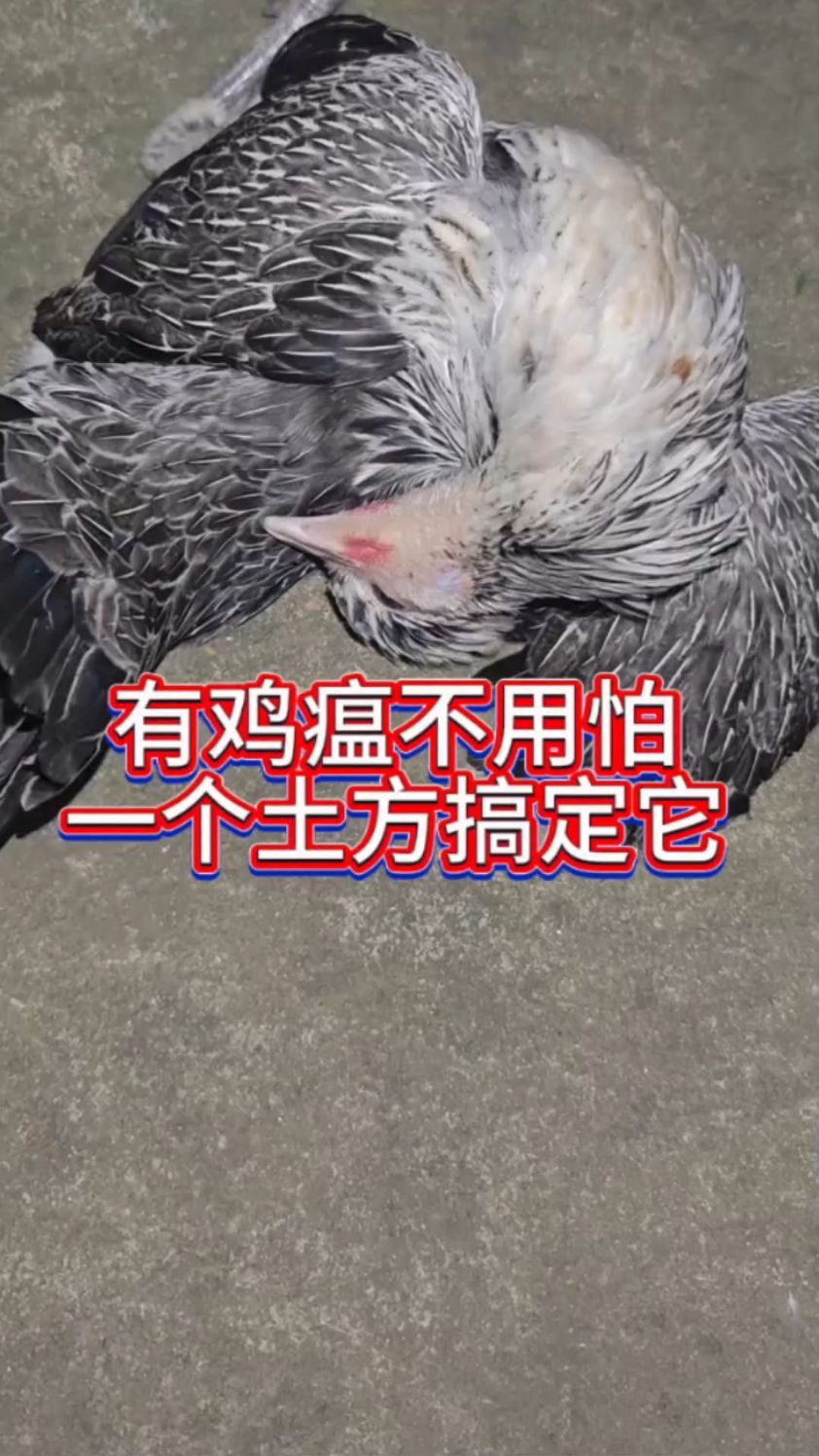 有鸡瘟不用怕,一个土方搞定它!