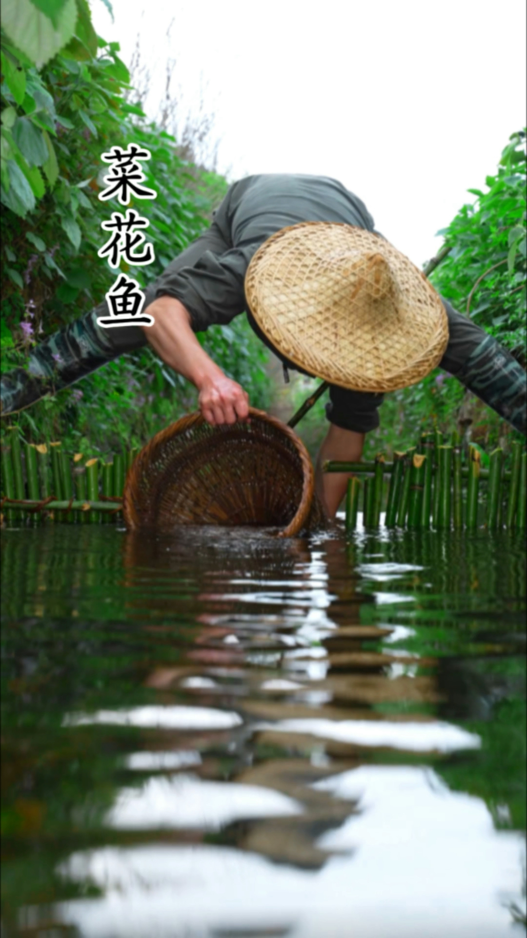 油菜花海落幕,菜花鱼正肥,恰是舌尖上的春日余韵。#春日收藏家#