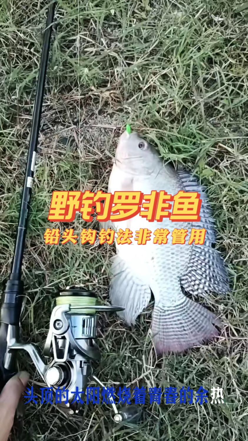 路亚野钓罗非鱼,铅头钩钓法非常管用!