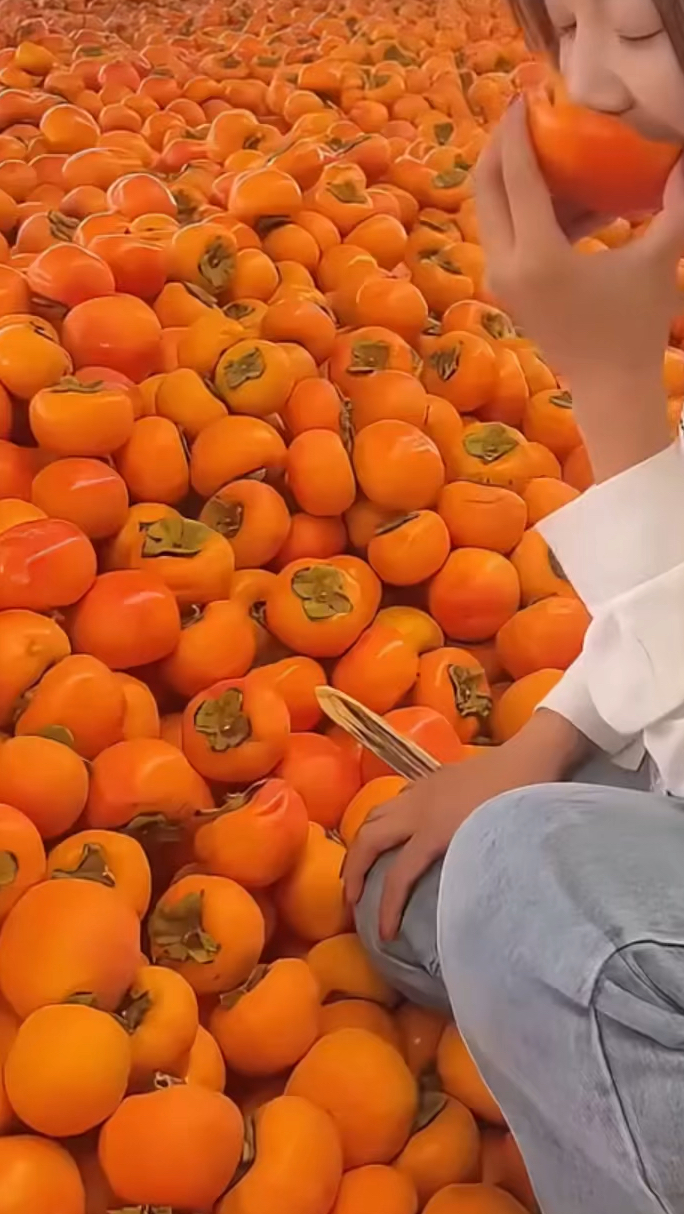 这可不是没熟的柿子!这是正宗脆柿子,直接吃比苹果脆,比芒果甜