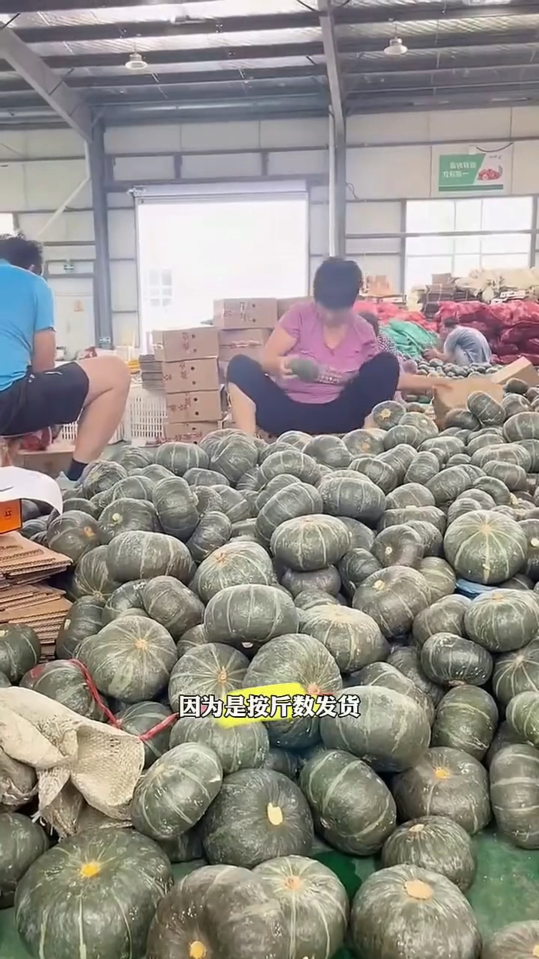 您买的贝贝南瓜为什么贵?今天给您看看地头价